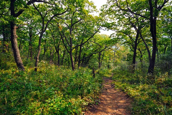 Paesaggio Estivo Con Bosco Alberi — Foto Stock