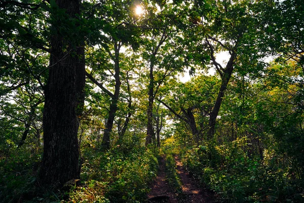 Letni Krajobraz Lasem Drzewami — Zdjęcie stockowe