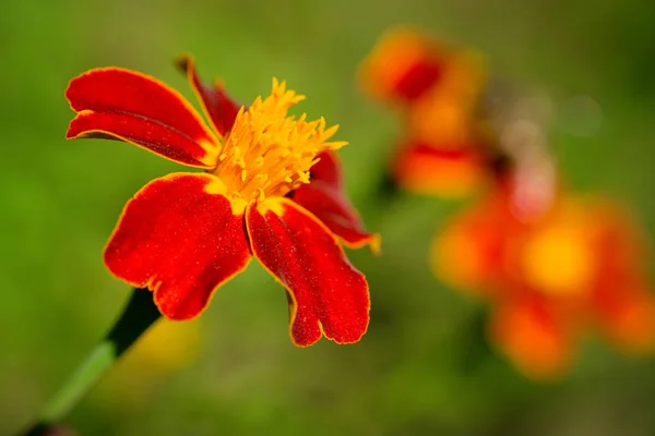 Hermosa Flor Vista Cerca —  Fotos de Stock