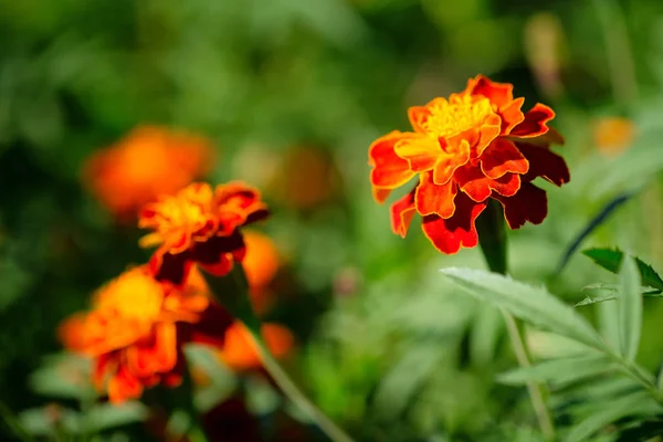 美丽的花卉特写 — 图库照片