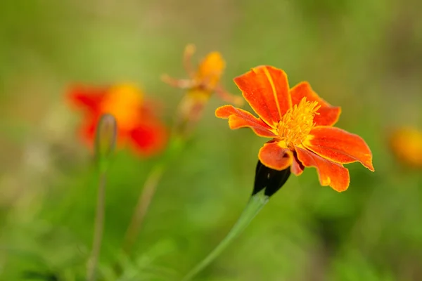 美丽的花卉特写 — 图库照片