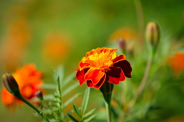 Hermosa Flor Vista Cerca —  Fotos de Stock