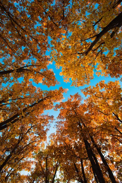 Herbstlandschaft Mit Gelben Bäumen Und Blauem Himmel — Stockfoto