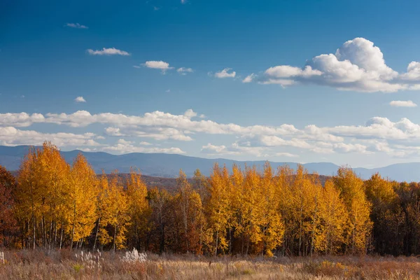 秋天的风景 绿树成荫 天空蔚蓝 — 图库照片