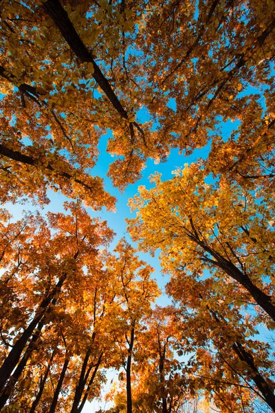 Herfstbomen Zon Het Bos — Stockfoto