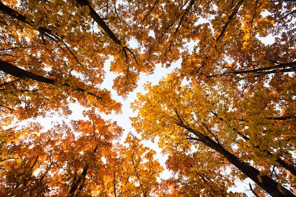 Arbres Automne Soleil Dans Forêt — Photo