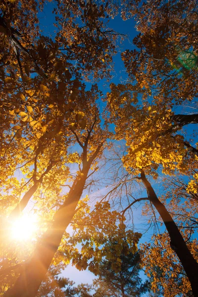 Podzimní Stromy Slunce Lese — Stock fotografie