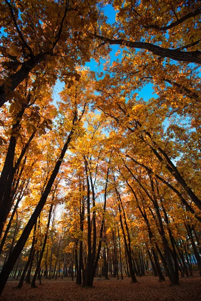 Toamna Copaci Soare Pădure — Fotografie, imagine de stoc