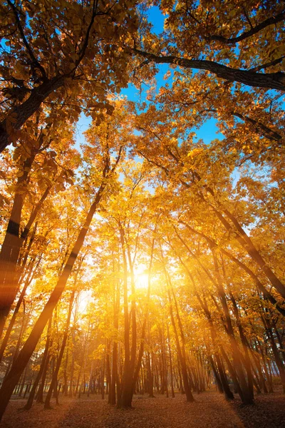 森の中の紅葉と太陽 — ストック写真