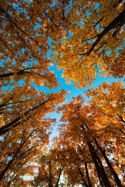 Herbstbäume Und Sonne Wald — Stockfoto