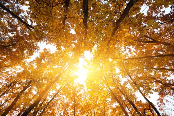 Herbstbäume Und Sonne Wald — Stockfoto