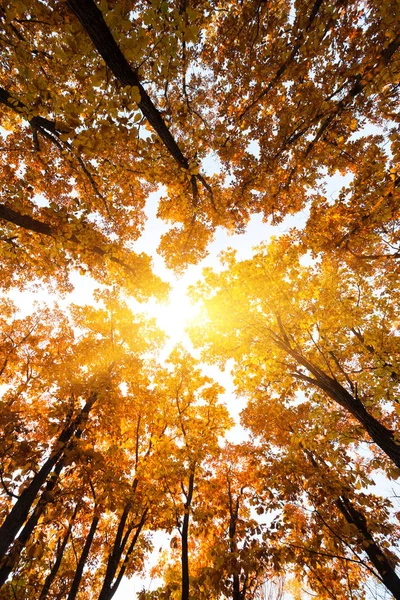 Árboles Otoñales Sol Bosque — Foto de Stock