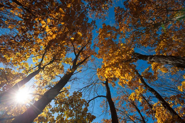 Φθινοπωρινά Δέντρα Και Ήλιος Στο Δάσος — Φωτογραφία Αρχείου