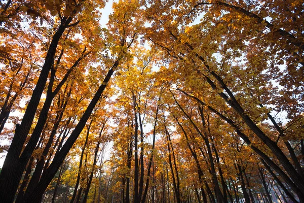 Árvores Outono Sol Floresta — Fotografia de Stock