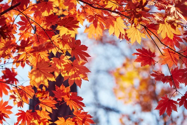 Nahaufnahme Von Bunten Herbstblättern — Stockfoto