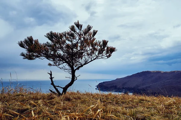 Vue Panoramique Sur Nature Paysage — Photo