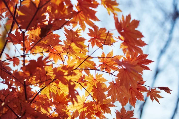 Vista Cerca Hojas Coloridas Otoño —  Fotos de Stock