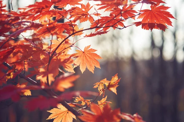 Close Van Kleurrijke Herfstbladeren — Stockfoto