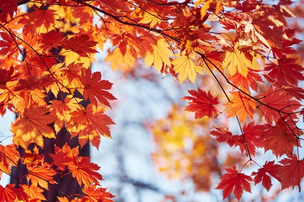 Vue Rapprochée Des Feuilles Automne Colorées — Photo