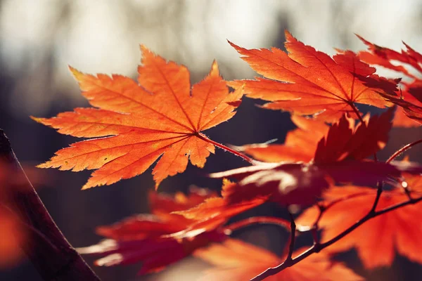 Vista Close Folhas Outono Coloridas — Fotografia de Stock