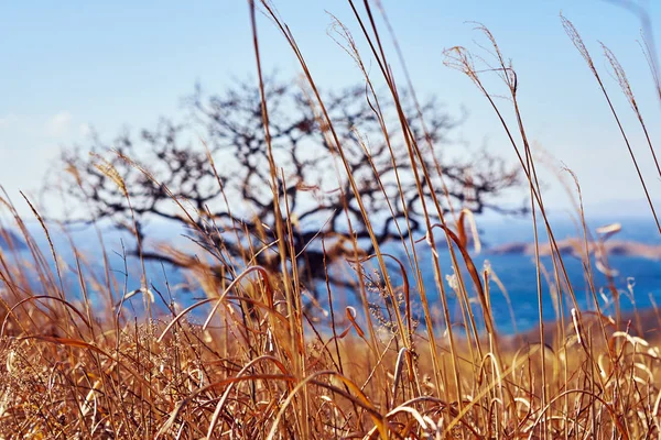 Naturskön Utsikt Över Naturlandskapet — Stockfoto