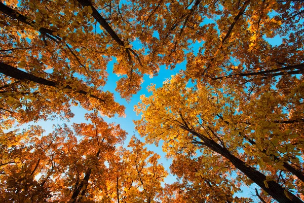 Jesienny Krajobraz Żółtymi Drzewami Błękitnym Niebem Zdjęcia Stockowe bez tantiem