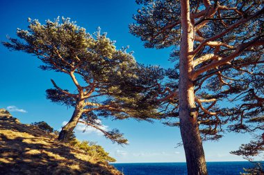 Doğa manzarası manzarası