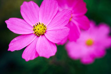 Bahçeye yakın pembe çiçek.