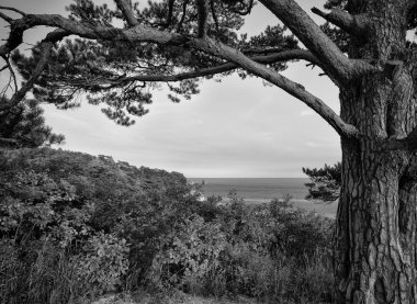 Uçurumlardaki güzel bir ağaç manzarası
