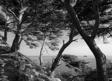 Uçurumlardaki güzel bir ağaç manzarası