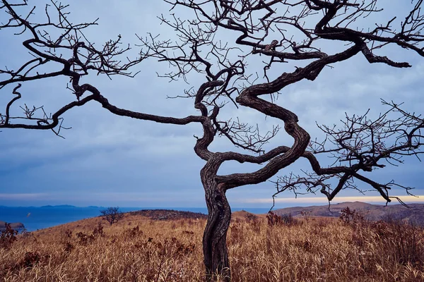 Naturskön Utsikt Över Naturlandskapet — Stockfoto