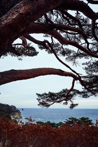 Vista Panorâmica Paisagem Natureza — Fotografia de Stock