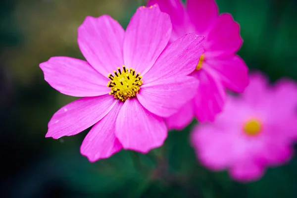 Flor Rosa Jardim Vista Close — Fotografia de Stock