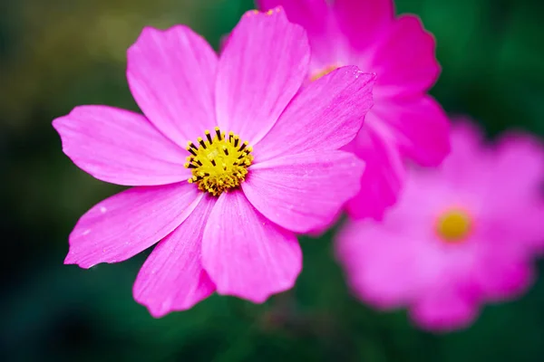 花园近景中的粉红花朵 — 图库照片