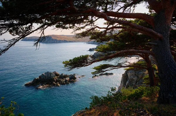 Schöner Blick Auf Einen Baum Auf Klippe Und Meeresgrund — Stockfoto