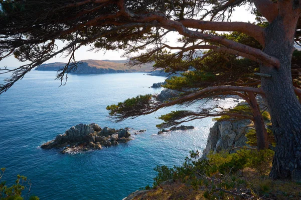 崖の上の木の美しい景色 海の背景 — ストック写真