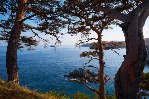 Beautiful View Tree Cliff Ans Sea Background — Stock Photo, Image