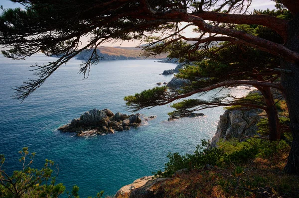 Schöner Blick Auf Einen Baum Auf Klippe Und Meeresgrund — Stockfoto