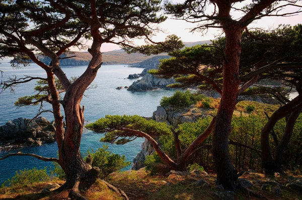 Vacker Utsikt Över Ett Träd Klippan Och Havet Bakgrund — Stockfoto