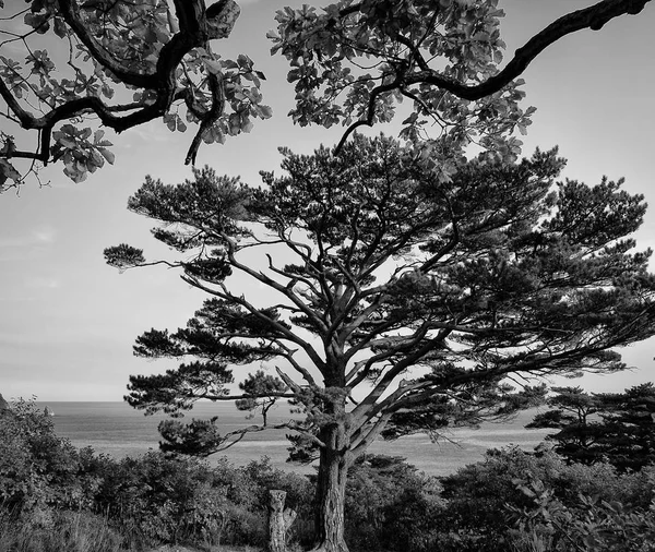 Hermosa Vista Árbol Acantilado Fondo Marino — Foto de Stock