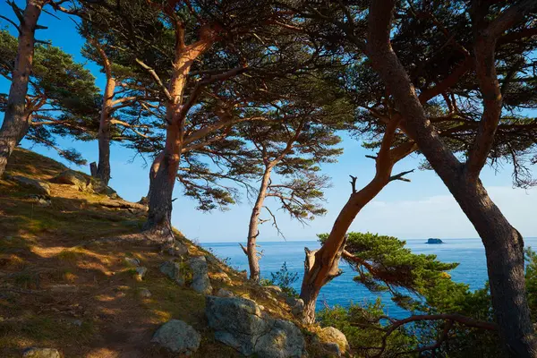 Красивый Вид Дерево Скале Морском Фоне — стоковое фото