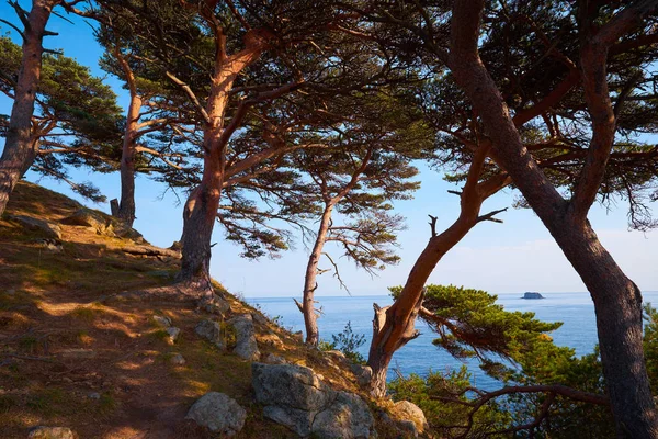 Bella Vista Albero Scogliera Ans Fondo Mare — Foto Stock