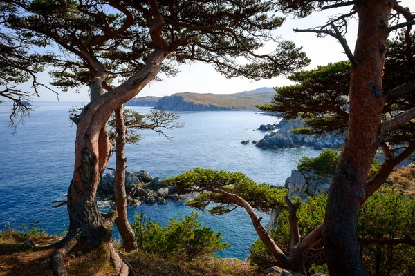 Belle Vue Arbre Sur Falaise Fond Mer — Photo