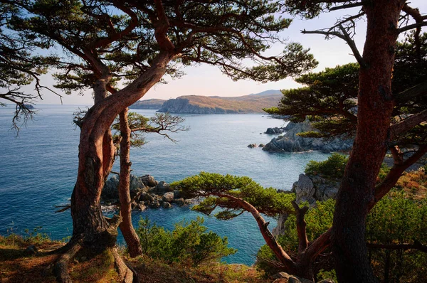 Beautiful View Tree Cliff Ans Sea Background — Stock Photo, Image