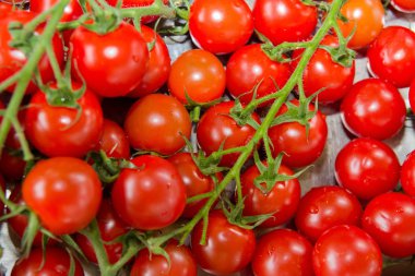 kırmızı domatesler dalda