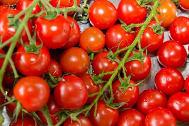 kırmızı domatesler dalda