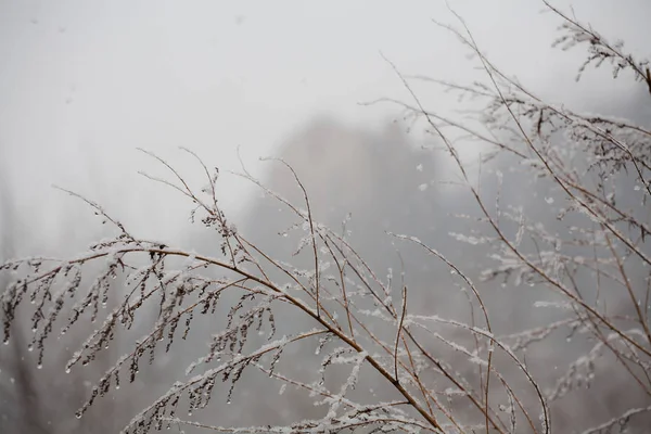 Branches Covered Hoarfrost Morning — Stock Photo, Image