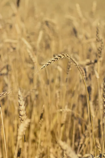 Tarweveld — Stockfoto