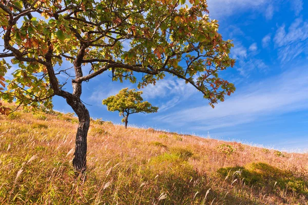 Jahre Der Natürlichen Landschaft Die Bäume Auf Der Klippe — Stockfoto