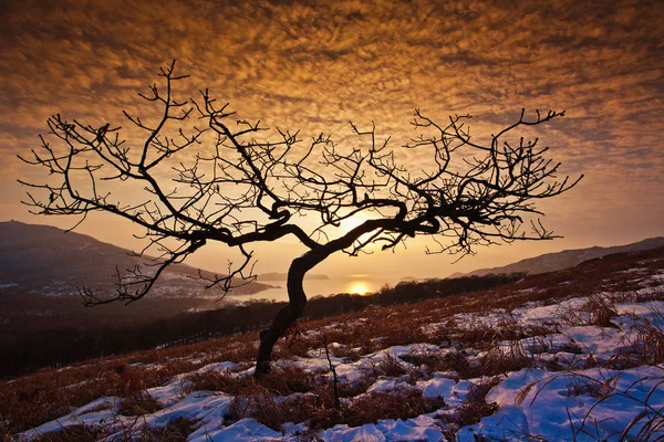 Wild Landscape Winter Trees — Stock Photo, Image